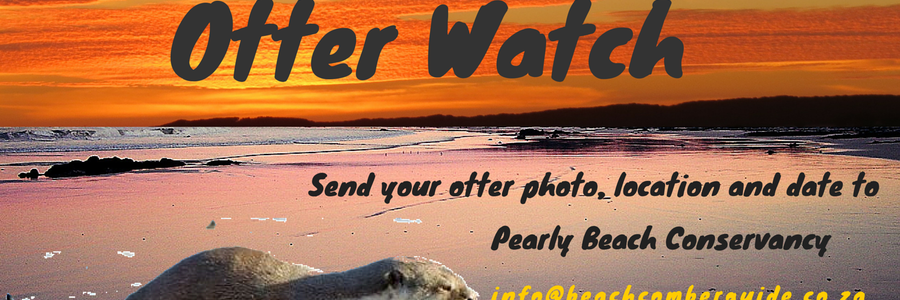 Pearly Beach Otter Watch_1